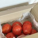 봄향 | 봄향가득 찰토마토 완숙토마토 후기 신선함 가득