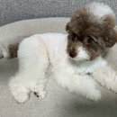 바디플러스 | 강아지 샴푸 추천 페토세라 바디워시 모이스처 플러스 직접 써본 후기