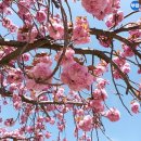 4월16일 부산 민주공원 왕겹벚꽃 이미지