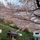 울산벚꽃명소 선암호수공원 보현사 포토존꿀팁 아이와갈만한곳