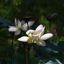 나무고아원 이미지