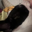 그루밍 까꿍 | [25년 9월] 망고, 체리 대신 쓰는 일기