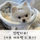 베루 | 2kg 포메라니안 <서루 베루백 S 후기>