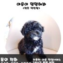 야옹 이미지