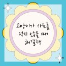 대경동물병원 | 연수구동물병원 집사들 필독! 사료 거부하는 고양이 해결책