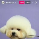 도듬애견미용학원