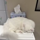 고양이사랑채 이미지