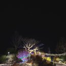 별빛정원 | 해남 산이정원 별빛정원 페스타 야간개장 후기