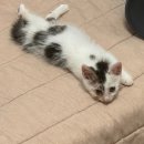 한샘동물병원 이미지