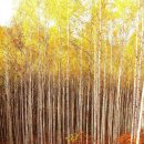 자작&white 이미지