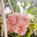 러블리몽 이미지