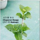 샤프롱 이미지