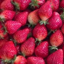 농가 | 2026. 03. 25 청년 귀농 장기교육 11일차 | 담양 딸기 농가 방문 후기