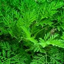 우리산약초 이미지