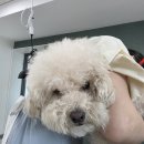 ✂️ 매달 만나는 반가운 미모! 5살 크림 푸들 '정기구독' 친구의 깔끔 스포팅 & 얼굴 가위컷 미용 후기 🐩💛