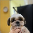 완산-132 이미지