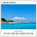 다이빙맛 | 여자 혼자 보홀 Day 7 : 씨플라워 다이브 파밀라칸 펀다이빙 솔직후기