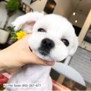 아지펫살롱 이미지