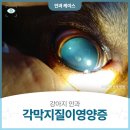 으뜸원동물병원 이미지