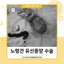 24시 송도힐 동물메디컬센터 | 송도24시동물병원 강아지 노령견 유선종양 수술 [24시송도힐동물메디컬센터]