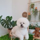 그루밍 나나 이미지