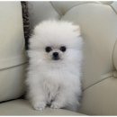 행복한강아지와고양이 이미지