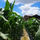 하늘밭농원 이미지