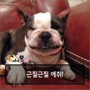 펫사랑 이미지