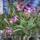 금호농원 이미지