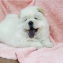 박동물종합병원 이미지