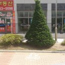 저단1 이미지