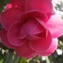 동백꽃백화점 이미지