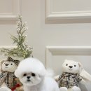 퍼피빌리지 이미지