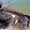 k1한국바다낚시터 | 대부도바다낚시터 우럭낚시 대박조황과 대물 농어 입고 좋네요