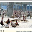 꿩샤브샤브 이미지