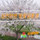 🌸전주삼천천변 벚꽃길 트레킹 🌸 전주용흥중학교앞 [ 전국명소탐방67 ] 이미지