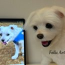 웃는 강아지 | 강아지 닮은 인형 만들기 리얼 말티즈 아트돌 펫로스 선물 주문 제작 후기