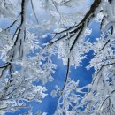 25년 12월 14일 일요산행 평창군 "선자령"눈꽃산행 ^^ 이미지