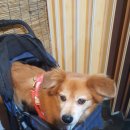 홍천원조화로구이(비발디점) 이미지