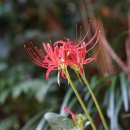 석산 Lycoris radiata (L'Hér.) Herb. 이미지