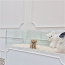 천안강아지분양 우리집퍼피 천안아산본점 (하이도그) 이미지