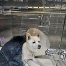 일동동물병원 이미지