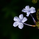 아하로마이비인후과의원 이미지