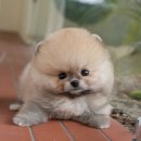 아이펫샵 | 천안애견분양 의지할 수 있는 미유펫 애견샵