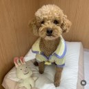 광주 애견유치원 애견호텔 플레이멍 | 광주 애견호텔 플레이멍 강아지와 보호자가 모두 만족하는 완벽한 케어 공간