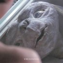 이티(E.T) 네이버블로그