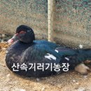 세린축산 이미지