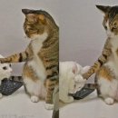 거부 노트펫