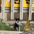 채태 이미지