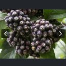 민지네 농장 이미지